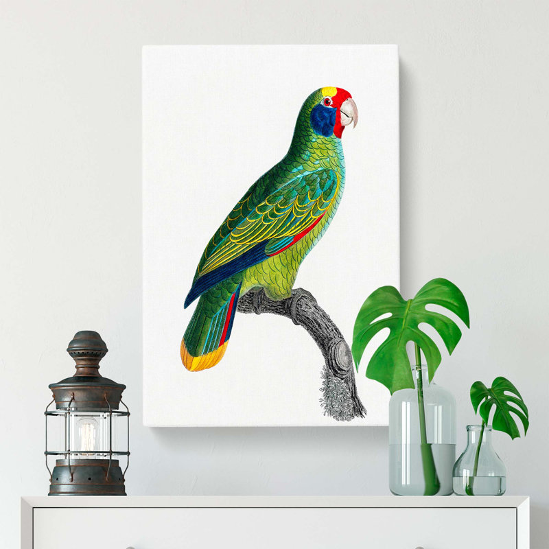 Amazon Parrot by F. Levaillant - Wrapped Canvas, 76cm H x 50cm W x 3cm D