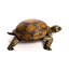Reginia Tortoise Statue