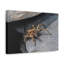 No Frame Print on Canvas-190741111