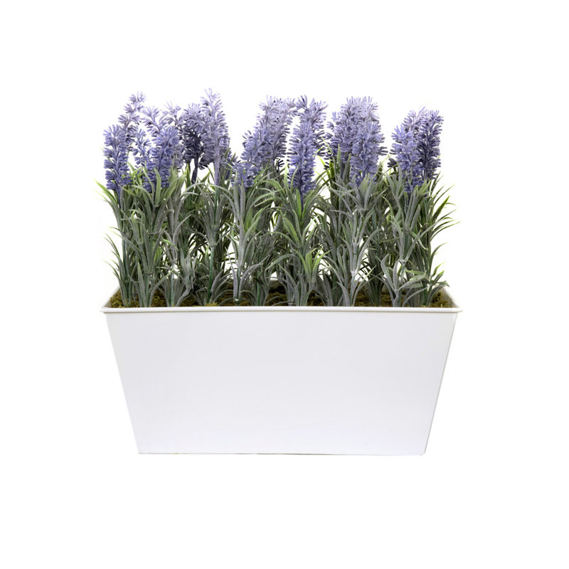 Lavender in Rustic Tin Planter (Window Box), 32.2cm H x 31cm W x 16.5cm D, White