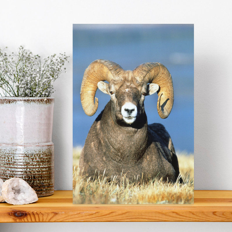 Big Horn Ram Classic Retro Vintage Animal Nature Wall Art, H 18 po x l 12 po