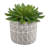 4.5'' Faux Succulent Plant in Cement Pot