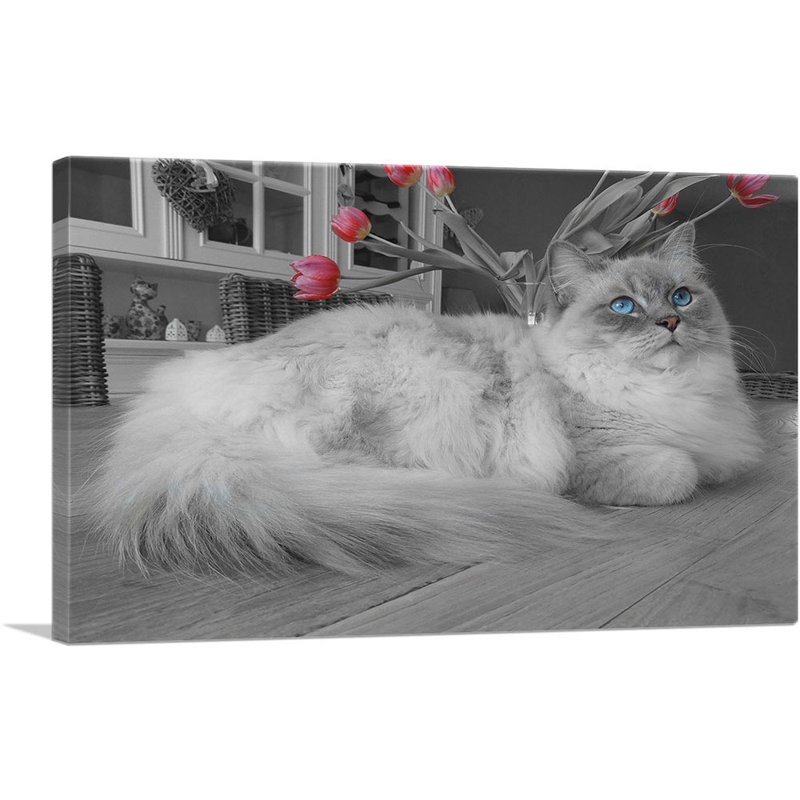 Ragdoll Blue Eyes - Reproduction de photo sur toile tendue, H 18 po x l 26 po x P 1,5 po