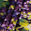 Tapisserie murale «Fruit Grape Flame Seedless»-133646890
