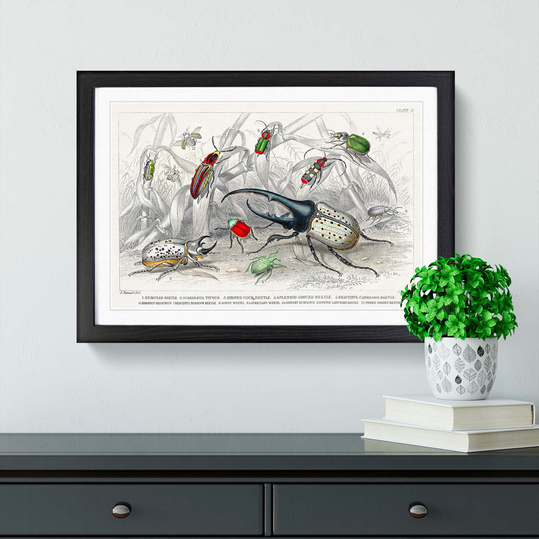 Assortment Of Beetles PL. 71 by Oliver Goldsmith - Single Picture Frame Painting