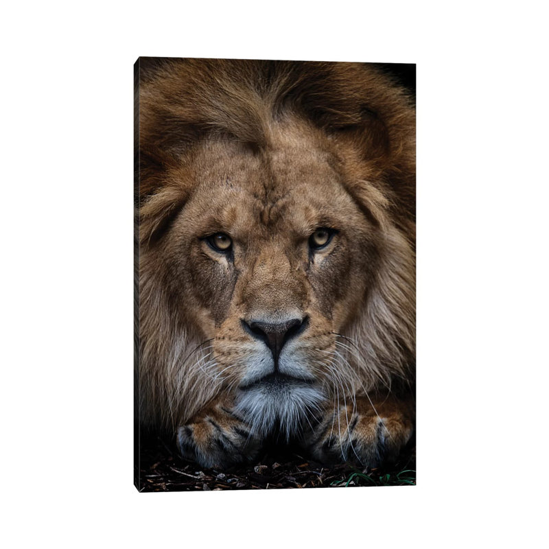 African Lion - Zuberi by David Whelan - Wrapped Canvas Print, 66.04cm H x 45.72cm W x 1.91cm D