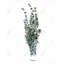 Thym Leaves Bundle