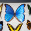 22 Genuine Butterflies In Black Display Frame