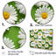 Fields Of White Daisy Florescence Dreams - Daisies Wall Art Print Set-107753556-107753563
