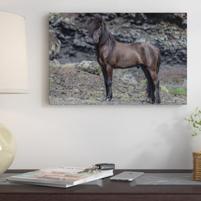« islandais stallion i », reproduction de photo sur toile tendue