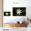 Fleur de jasmin Harnek-107863427