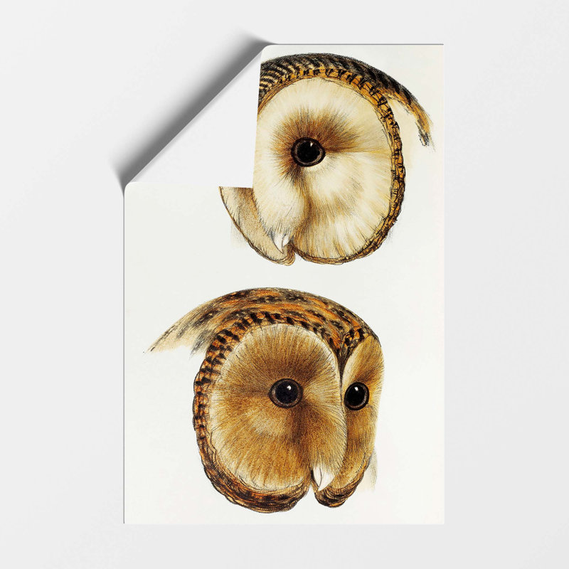 Two Owls - No Frame Print, 42 cm H x 29.7 cm W