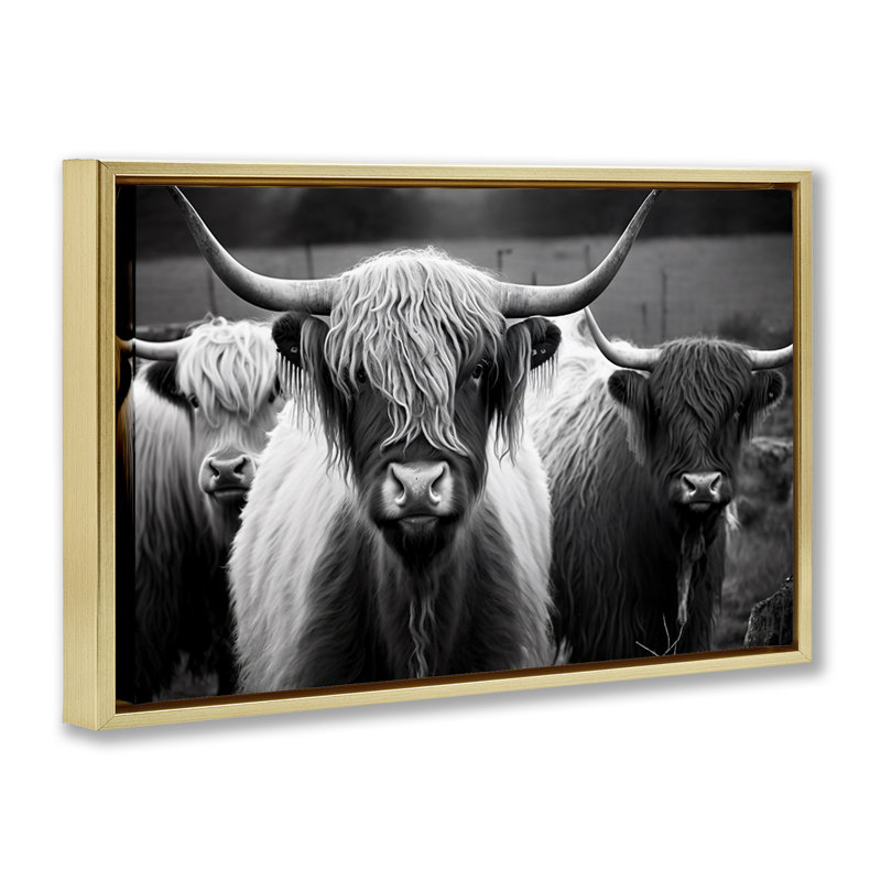  Toile flottante encadrée Black Highland Cows par Franklyn Gregory, H 17 po x l 25 po, Cadre flottant métallique doré