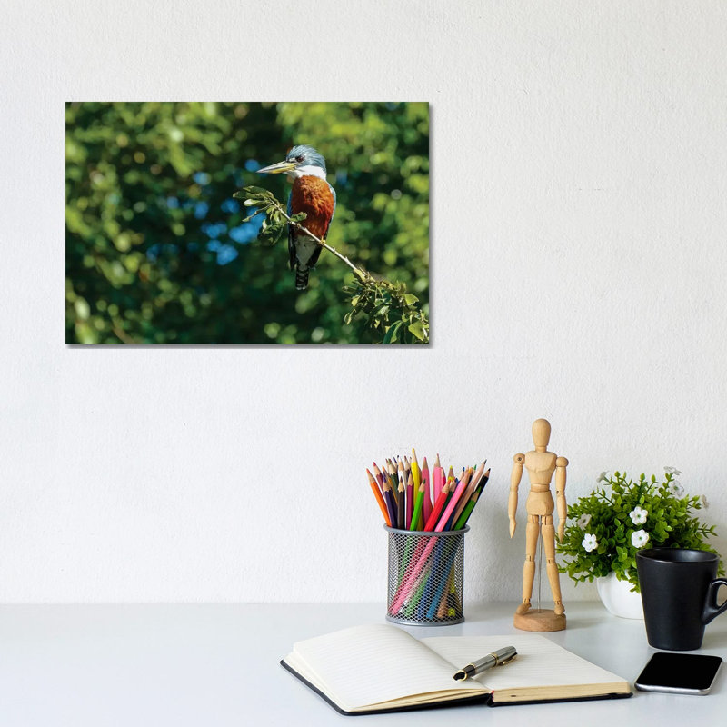 Ringed Kingfisher Sitting In A Tree, Pantanal Conservation Area, Brazil by Janet Horton - Wrapped Canvas Print