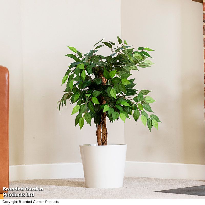 90cm Ficus Tree in Pot
