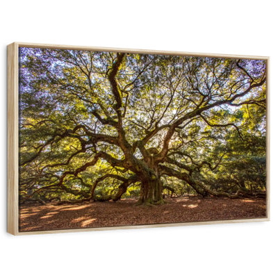Gnarled Angel Oak
