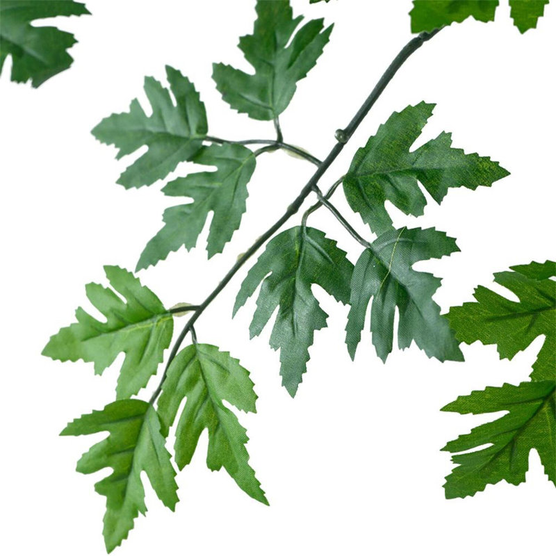 Polyscias Fruticosa Tree, 43.3'' H X 31.5'' W X 31.5'' D