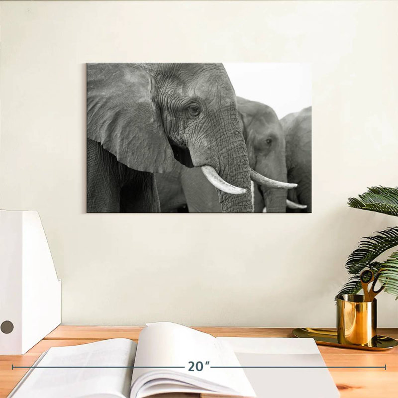 Brampt Elephant Ivory Tusks, 8" H x 12" W