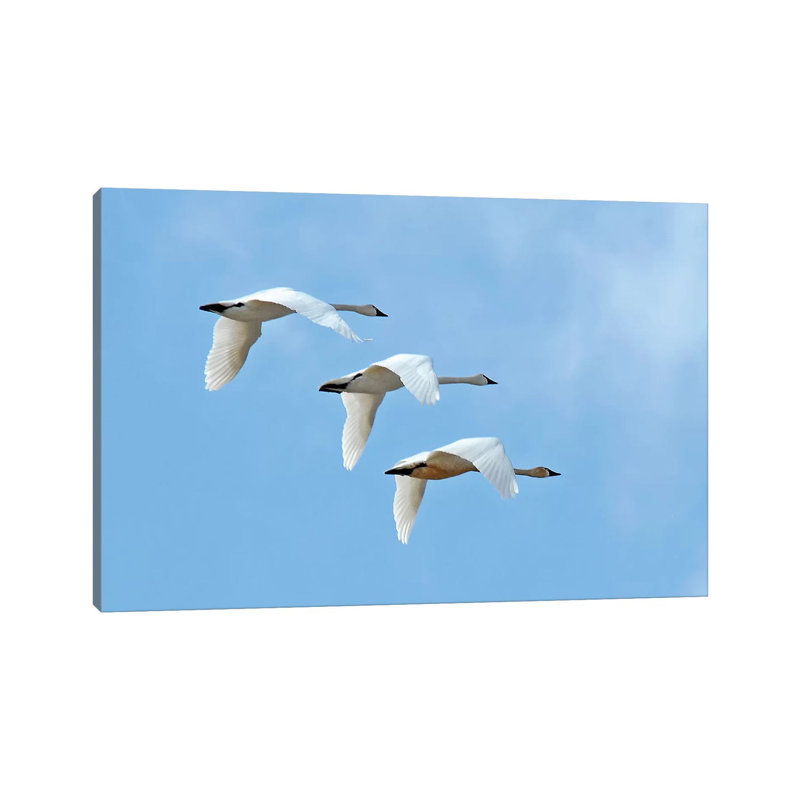 Tundra Swans 1 Piece Wrapped Canvas Wall Art, 30.48cm H x 45.72cm W x 1.91cm D