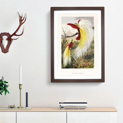Two Birds of Paradise by Benjamin Fawcett - Framed Print