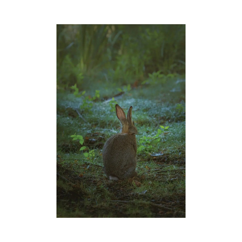 Little One Of The Forest by Louis Ruth - Wrapped Canvas Print