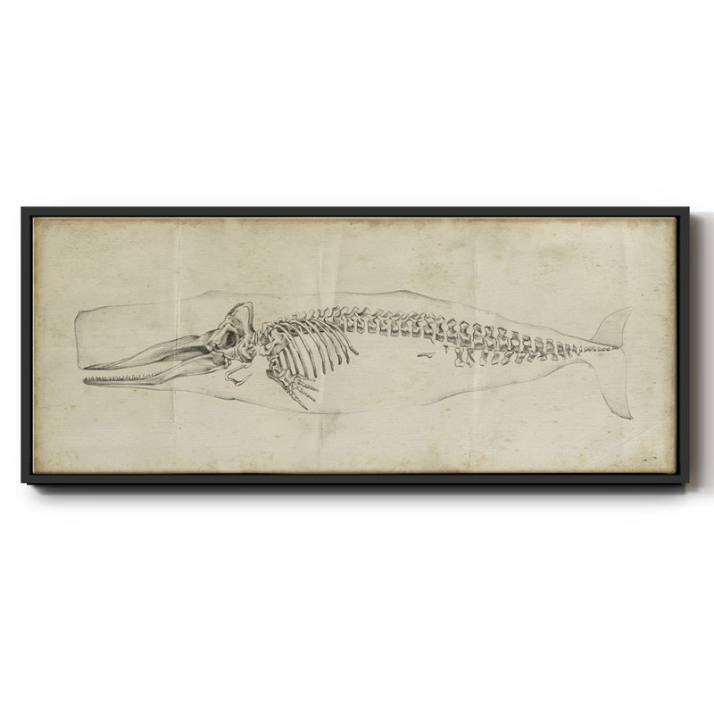 Whale Study II - toile encadrée, H 8 po x l 20 po
