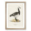 Barnacle Goose by Von Wright - Picture Frame Painting Print-55683250-55683255