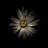 White Daisy VI by Brian Carson - Wrapped Canvas Print-1303282842