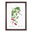 Cherry Tree Branch by Pierre-Joseph Redoute - Picture Frame Painting Print-55536140-55536142