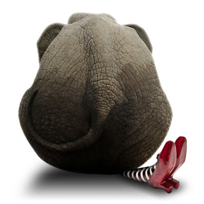 Errol Elephant - Wrapped Canvas Print