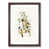 Walnut Framed selected