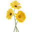 " Calendula " by _Vilor