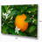 " Orange Blossom "-18436860