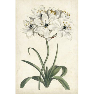 Ivory Garden V -  Graphic Art