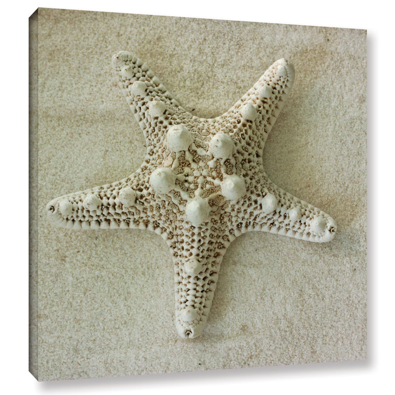 " Seashell E " by Judy Stalus, 10" H x 10" W x 2" D
