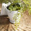 Faux Fern Plant in Planter