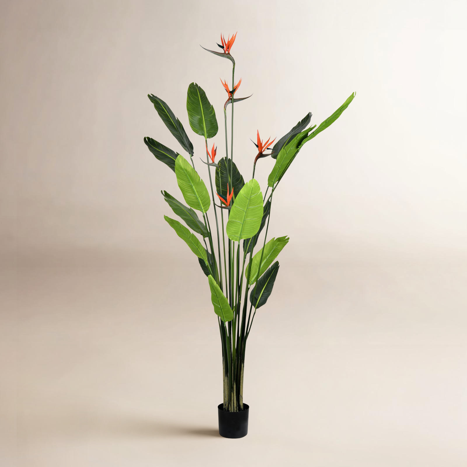 Bird of Paradise Tree in Pot, 72" H x 26" W x 26" D