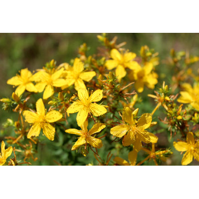 Jaune, belles fleurs de millepertuis