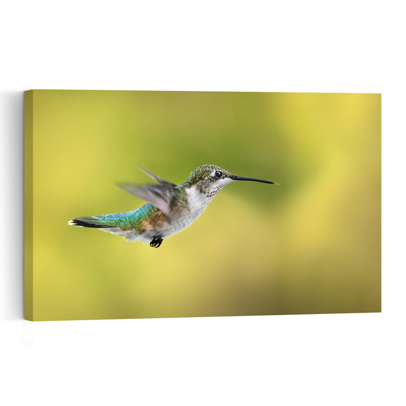 Hummingbird In Flight Delicate Vibrant Contemporary Hummingbird Bird Nature Wildlife Wall Art Print by Atul Saluja - Print
