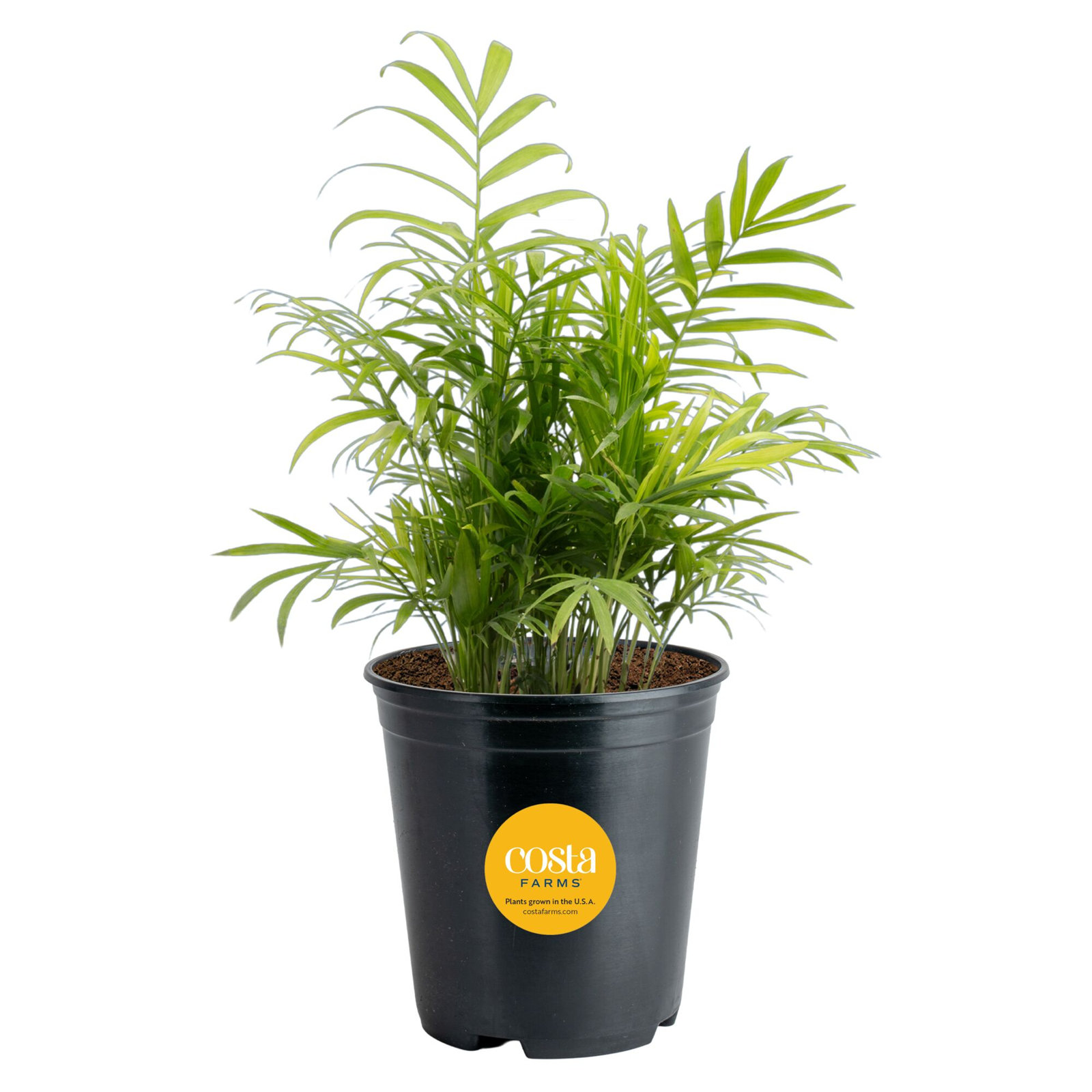 Costa Farms Neanthebella Palm Grower Plant