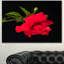 Hibiscus rouge vif sur fond noir - impression sur toile tendue-19409408