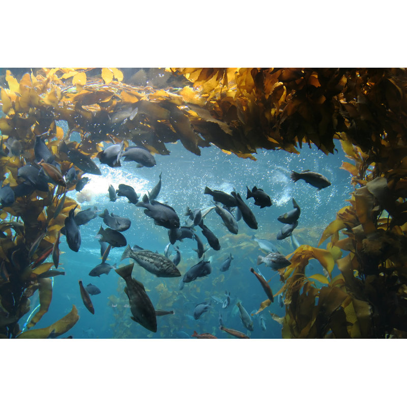 Eleni Fish In A Reef - Wrapped Canvas Print, 30cm H x 46cm W x 3.8cm D