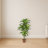 Dracaena Silk Plant