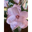 Arrangement de magnolia dans un vase