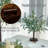 Little Lighted Bonsai Olive Tree with Timer