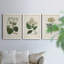 Antique Turpin Botanical IV - Ensemble de 3 reproductions d'art sur toile-2038202528-2038202539