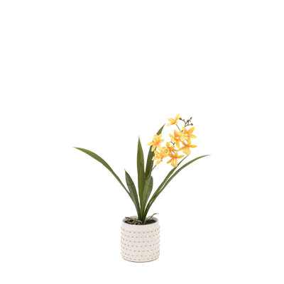 Orchid in White Ceramic Dot Pot 400mm