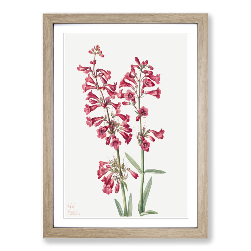 Parrys Penstemon by Mary Vaux Walcott - Framed Print, 48cm H x 36cm W x 2cm D, Oak Framed