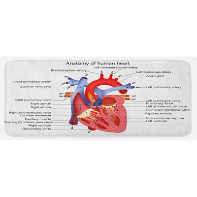 Medical Structure Of The Hearts Human Body Anatomy Organ Veins Cardiology Coral Red Blue Kitchen Mat -  East Urban Home, C52EA95D2397485C8E17C492425DC7D0