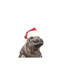 «Christmas Baby Hippo» par Big Nose Work - impression d'art graphique-52536352-52536353-52536355